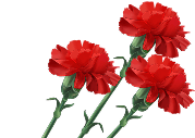 Рисунок гвоздик