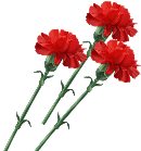 Рисунок гвоздик